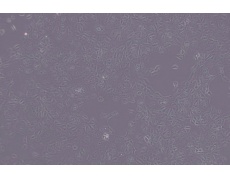其他細(xì)胞系